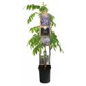 Blauwe regen (Wisteria Sinensis "Prolific") klimplant 120 cm