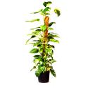 Plantenstok kokos 120 x 42 x 42 cm