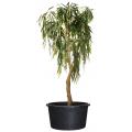 JP planten container H 27 x &Oslash; 37 cm - 20 liter