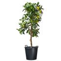 Ritzi planten container met handgrepen H 37 x Ø 45 cm - 35 liter