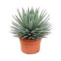 Agave macroacantha M kamerplant