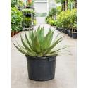 Agave montana billings kamerplant