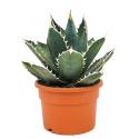 Agave titanova M kamerplant