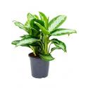 Aglaonema diamond bay kamerplant