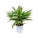 Aglaonema silver queen S kamerplant