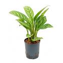 Aglaonema stripes S hydrocultuur plant