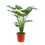 Alocasia cucullata M kamerplant