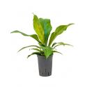 Anthurium jungle bush XS hydrocultuur plant