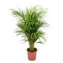 Areca Palm lutescens S kamerplant