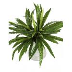 Kunstplant Asplenium M