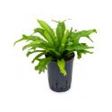 Asplenium varen amy hydrocultuur plant