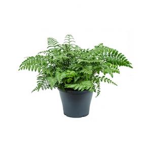 Asplenium parvati S varen kamerplant