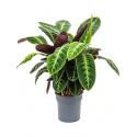 Calathea warscewiczii M kamerplant