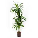 Dracaena arturo L hydrocultuur plant