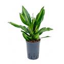 Dracaena cintho petrolina hydrocultuur plant