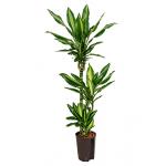 Dracaena cintho pelotas hydrocultuur plant