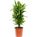 Dracaena cintho M kamerplant