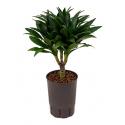 Dracaena compacta XS hydrocultuur plant