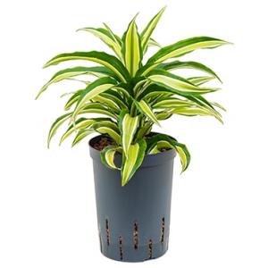 Dracaena compacta malaika hydrocultuur plant