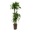 Dracaena dorado guatin hydrocultuur plant