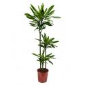 Dracaena gold dream kamerplant