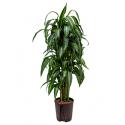 Dracaena hawaiian sunshine vertakt M hydrocultuur plant