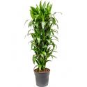 Dracaena janet craig M kamerplant