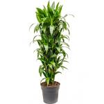 Dracaena janet craig M kamerplant