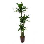 Dracaena janet craig trio hydrocultuur plant