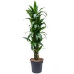 Dracaena janet craig L kamerplant