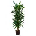 Dracaena janet lind numi hydrocultuur plant