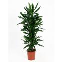 Dracaena janet lind L kamerplant