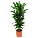 Dracaena janet lind XL kamerplant