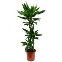 Dracaena janet lind XS kamerplant