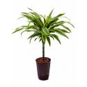 Dracaena lemon lime paita hydrocultuur plant