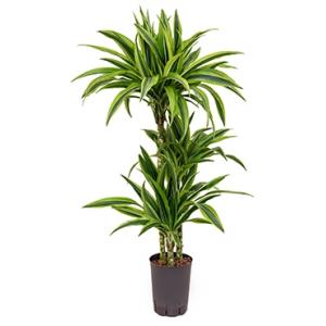 Dracaena lemon lime mazuco hydrocultuur plant