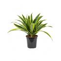 Dracaena lemon lime kop M kamerplant