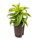 Dracaena lemon surprise hydrocultuur plant