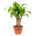 Dracaena massangeana M kamerplant