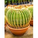 Echinocactus grusonii XXL kamerplant