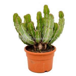 Euphorbia cactus avasmontana M kamerplant