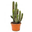 Euphorbia cactus canariensis S kamerplant