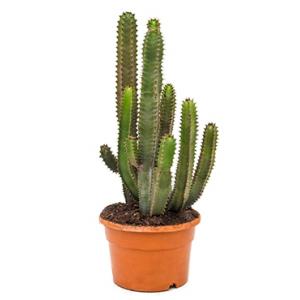 Euphorbia cactus canariensis S kamerplant