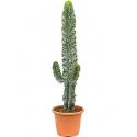 Euphorbia cactus ingens marmorata vertakt S kamerplant