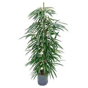 Ficus alii toef M hydrocultuur plant