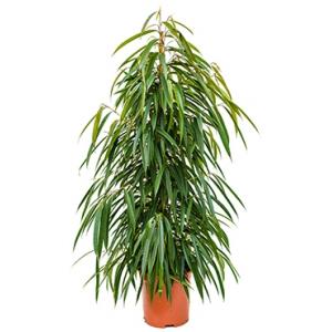 Ficus alii L kamerplant