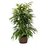 Ficus amstel king 2pp hydrocultuur plant