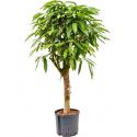 Ficus amstel king stam S hydrocultuur plant