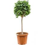 Ficus danielle L kamerplant