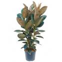 Ficus elastica abidjan M kamerplant